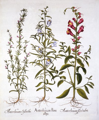 Snapdragons or Antirrhinums, fra Hortus Eystettensis, av Basil Besler (1561-1629), pub. 1613 (håndfarget gravering) av German School